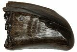 Robust, Tyrannosaur (Nanotyrannus) Tooth - Montana #350388-1